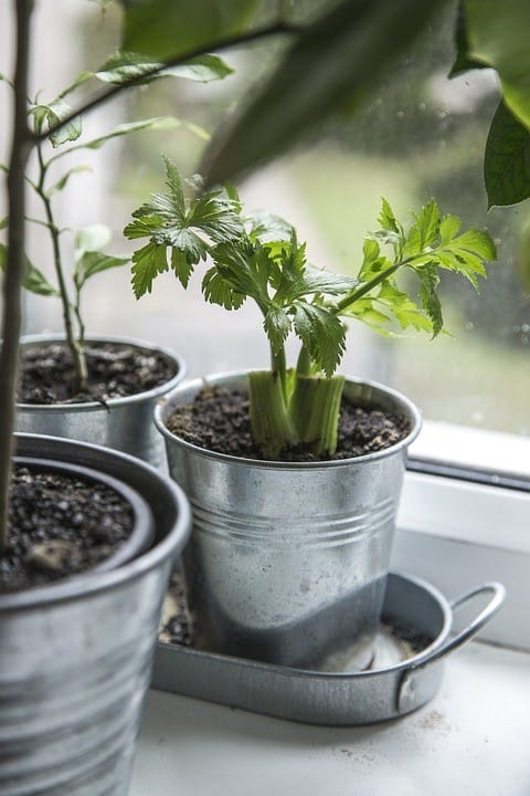5 Easy Herbs to Grow in Your Kitchen